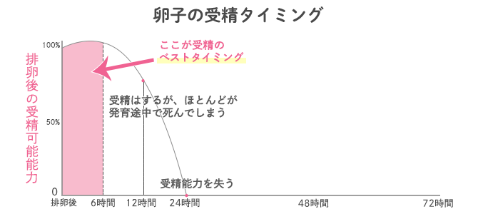 卵子の受精のタイミング